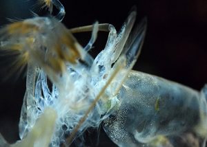 01 tom khong lot vo duoc