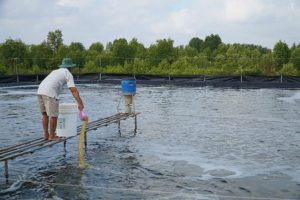 2 cach dung cua zeolite trong thuy san